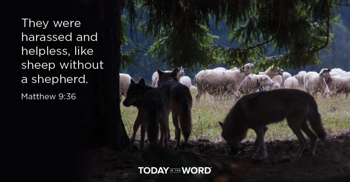 Daily Devotional Bible Verse | Matthew 9:36 They were harassed and helpless, like sheep without a shepherd.