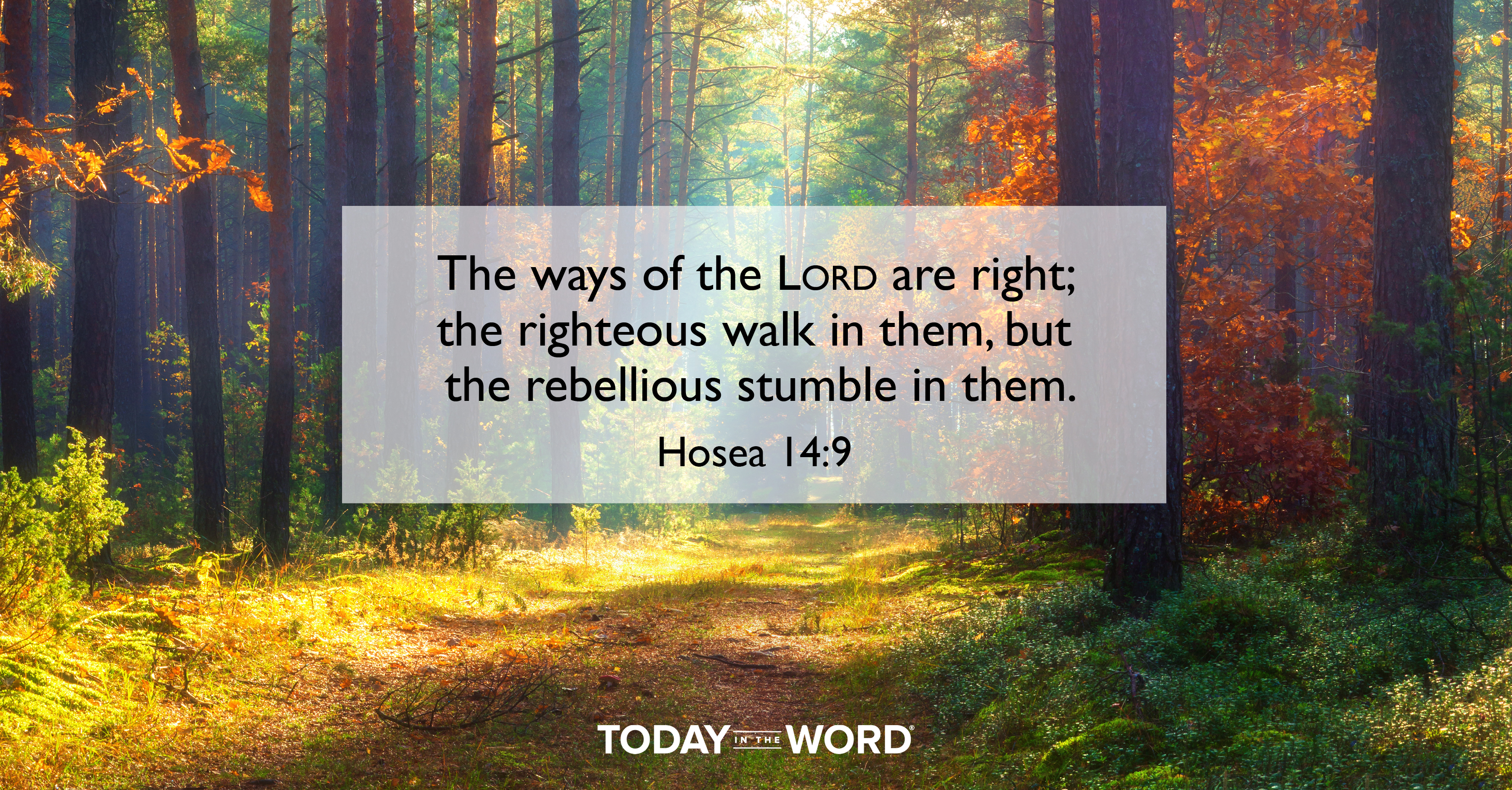 Daily devotional Bible verse: Hosea 14:9 The ways of the LORD are right; the righteous walk in them, but the rebellious stumble in them. | A woods in fall colors.